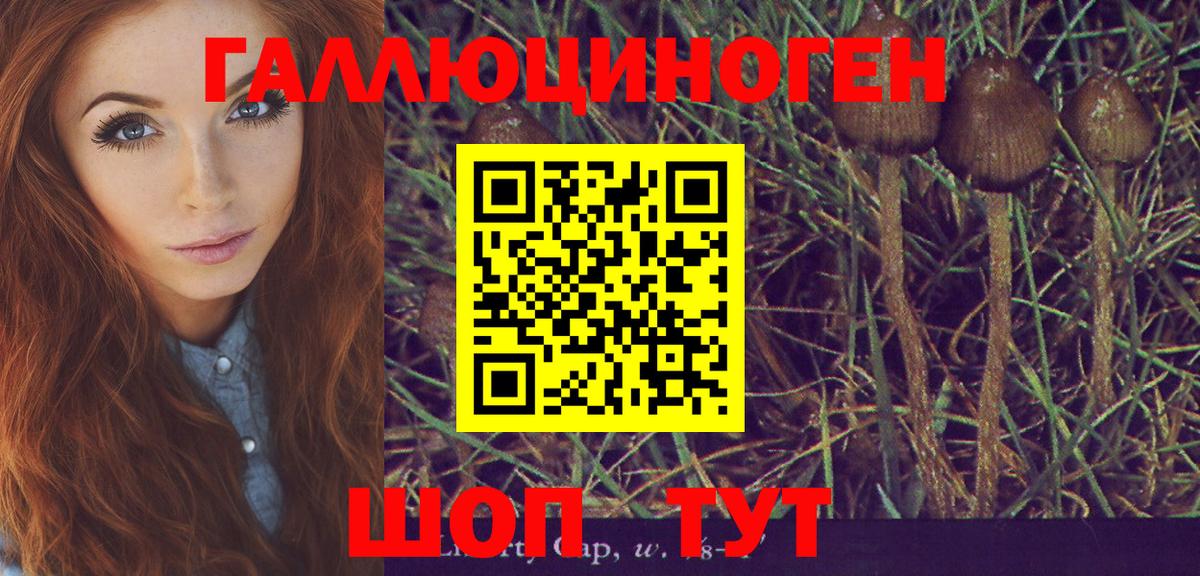 Сертолово  Псилоцибиновые грибы Psilocybine cubensis  Вход с VPN 